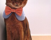Sweet Round Collar in choice of color or print & interchangeable bow tie