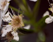 Muted flower picture, crinkly petals, Signed fine art 8x10 photographic print. Free domestic shipping.