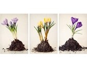 5x7 Art Print Set - Crocus - Spring Flower Photography - Spring Decor - Earthy Springtime Fine Art Prints - Nature Photos "Crocus Print Set"
