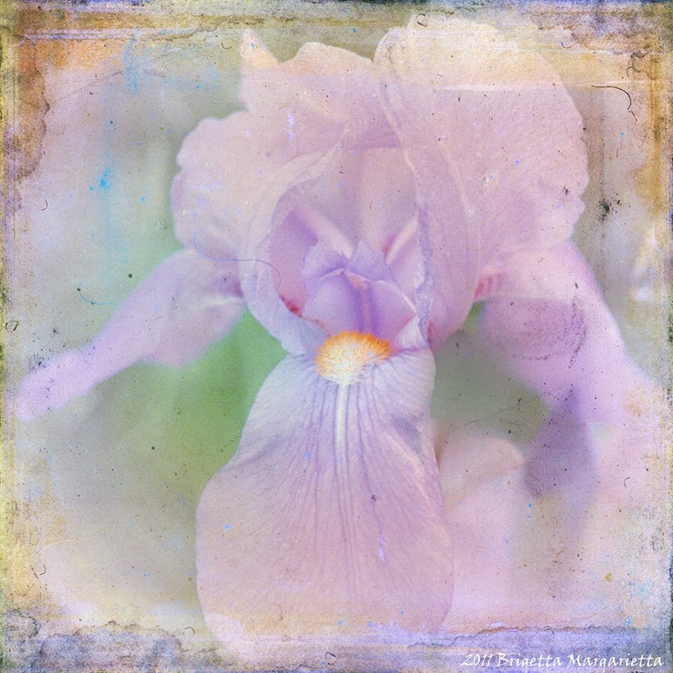 Wild Iris Fine Art Photograph 8 x 8  Tagt Shabby Chic Lilac Lavender White Green Romance Nature Floral