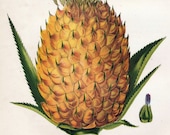 1875 Rare Hand-coloured Antique English Botanical Print .by James Anderson. Pineapple (Queen Pine)