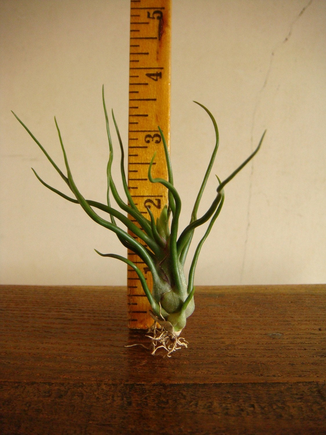 Mini Air Plant
