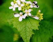 Ant Marching in Spring - 5x7 nature print