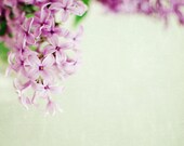 Hint of Lilac - Fine Art Flower photograph -  8x8