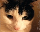 12 X 8 (UK A4) Photography Print "Deep in Thought"