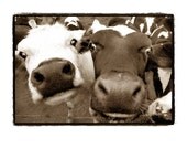 Cows - Bonny Bovines Fine Art Print 8 X 10