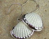 Tiny Seashell Earrings Bezel Set in Sterling Silver