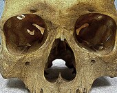 Skull - Digital Art Photography Print - "Dead Men Tell No Tales" - skeleton bones Halloween unusual fine art 6x8