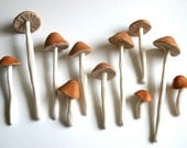 Edible Wild Sugar Mushrooms of the genus Psilocybe Cubensis 25 assorted -As Seen in Urban Outfitters-