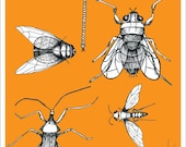 Bug Poster In Orange