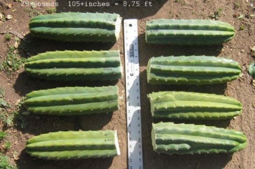 Four 12 inch San Pedro Cactus Trichocereus Pachanoi Top Cuts