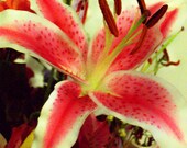 Stargazer Digital Art Photography
