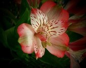 Pink Flower - 8x10 digital art photo with matting