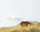 Wild horse photograph, beach dunes sea oats summer clouds 8x10 - Grazing on the Dunes