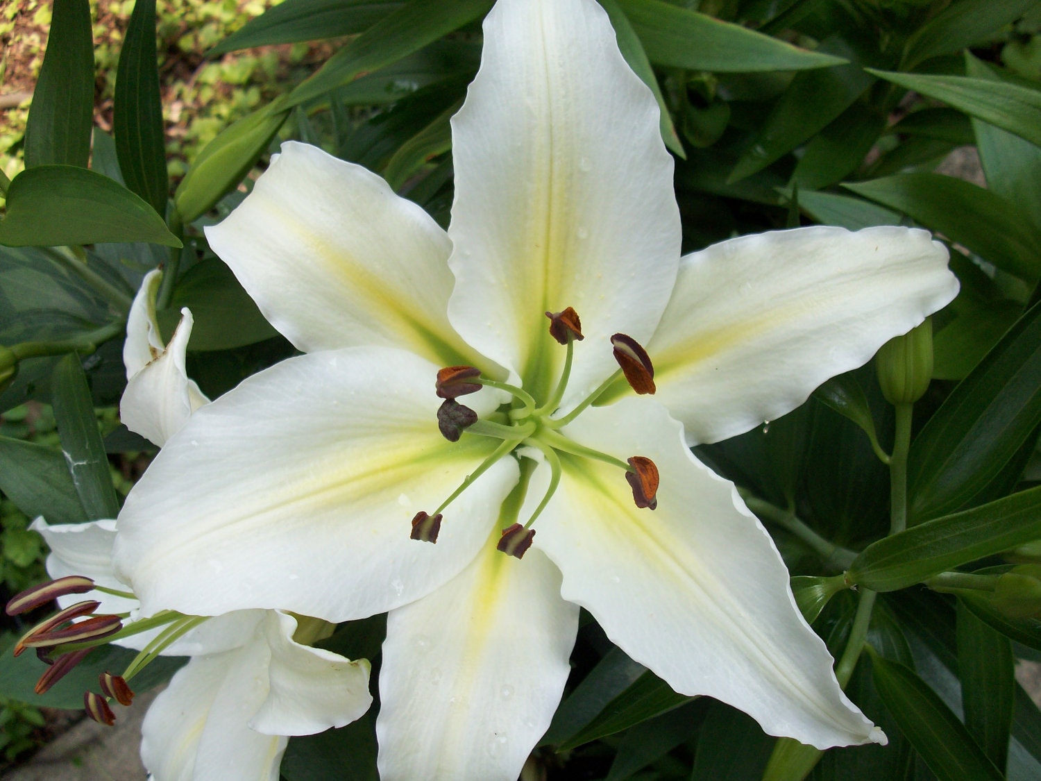 Lillies after a Rain - 8x10 Photo