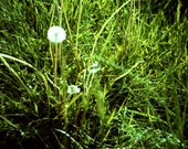 Dandelions - 4x6 Photograph