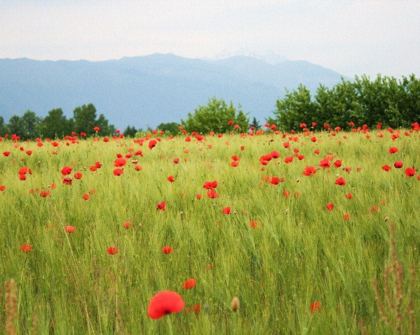 My Field of Poppies, Sacile Italy 8x10 Fine Art Photography