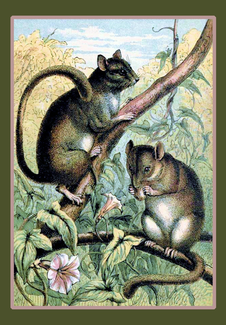 Doormouse in the Garden Refrigerator Magnet -  FREE US SHIPPING
