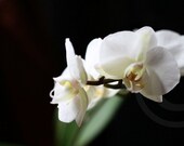 8x12 PRINT - White Phaleanopsis Orchid on Black - fine art photography