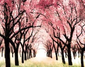 Cherry Blossom Orchard Photo Whimsical Art for a girl's room modern pink and brown nursery decor original photography  Wonderland 12x12