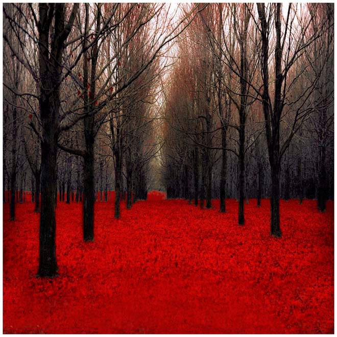 Red Forest Photography Print fairy tale inspired red woodland forest, Fathers Day, office decor, Fiery Autumn, 5x5