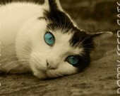6 x 4 Mounted Cat Photography Print