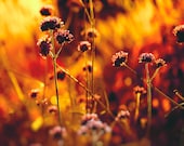 Fiery orange photo, fall bloom, fiery autumn, blazing color, nature photo, deep purple, orange, end of summer All Aflame 8x8 30% OFF SALE
