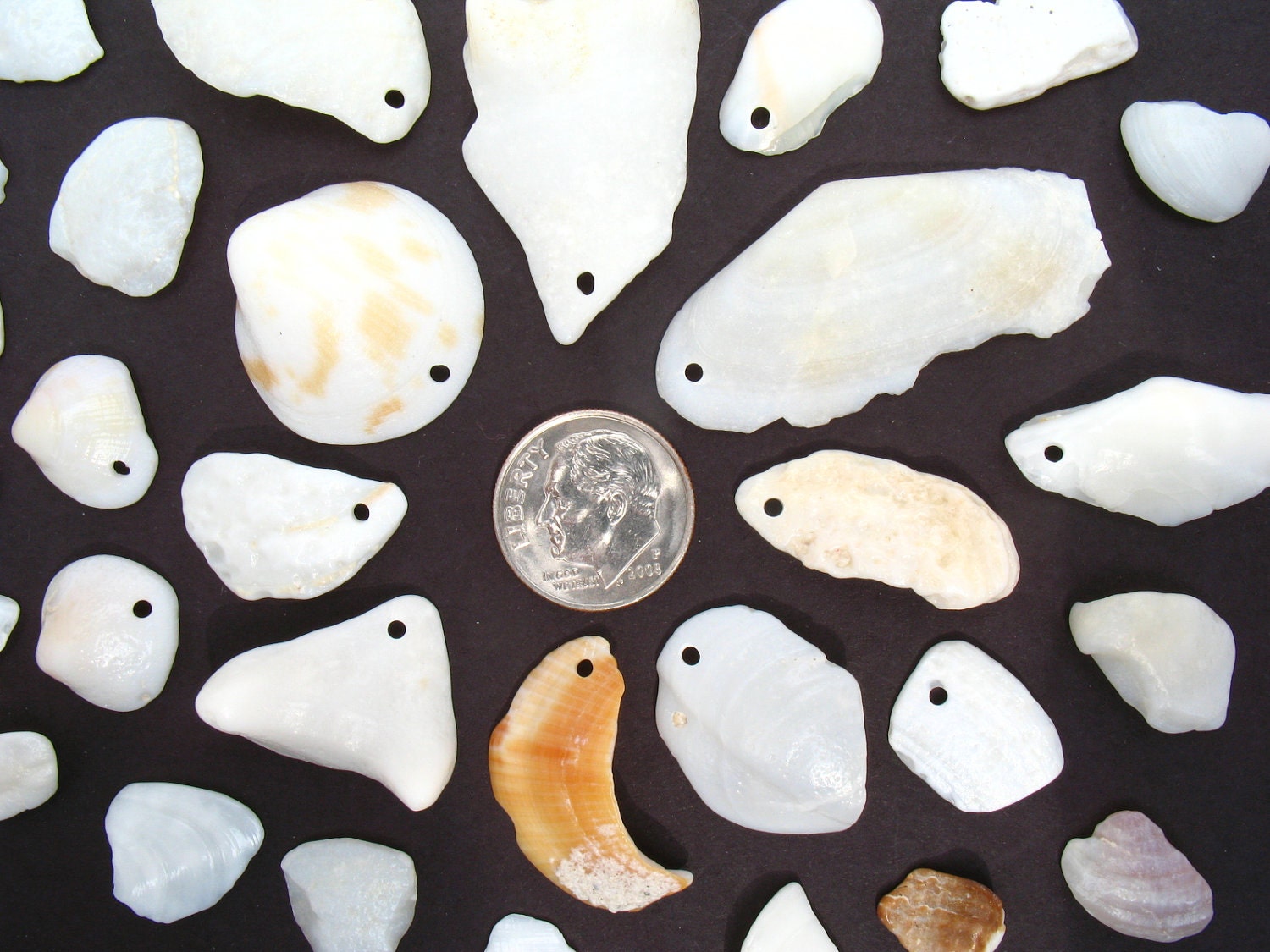 35 Shells from Paradise Island, The Bahamas