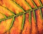Change - 8x10 Nature Photography - Autumn Leaf Abstract