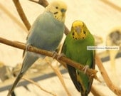 Two Little Budgies Parakeets Sitting 5x7 photo print