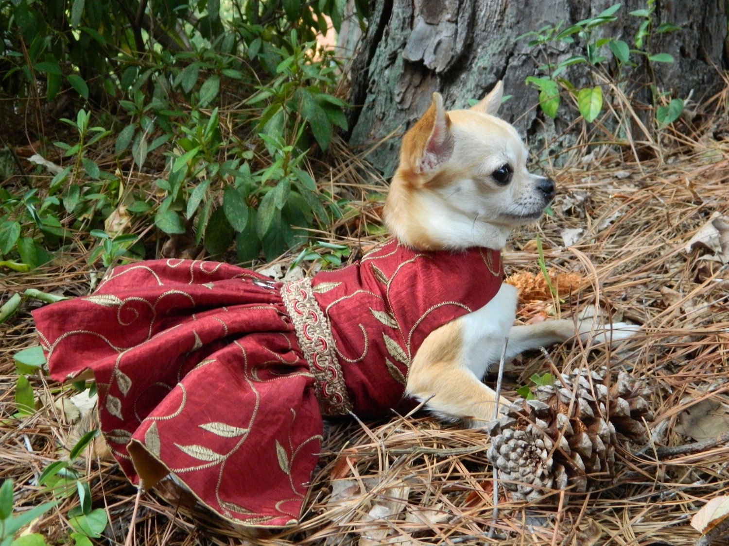 Holiday at the Hudson's - Fancy Dog Dress