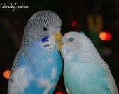 Budgies, Blue Budgies, Pet Portrait Fine Arts Photograph - 8 x 10 - Birds of a Feather