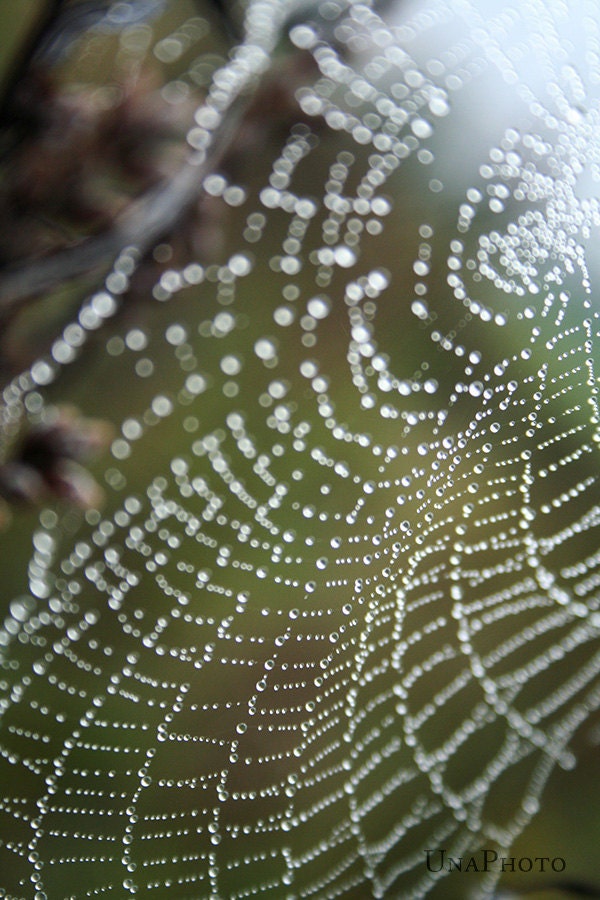 Morning in Spider Web - 8x10 Fine Art Photograph