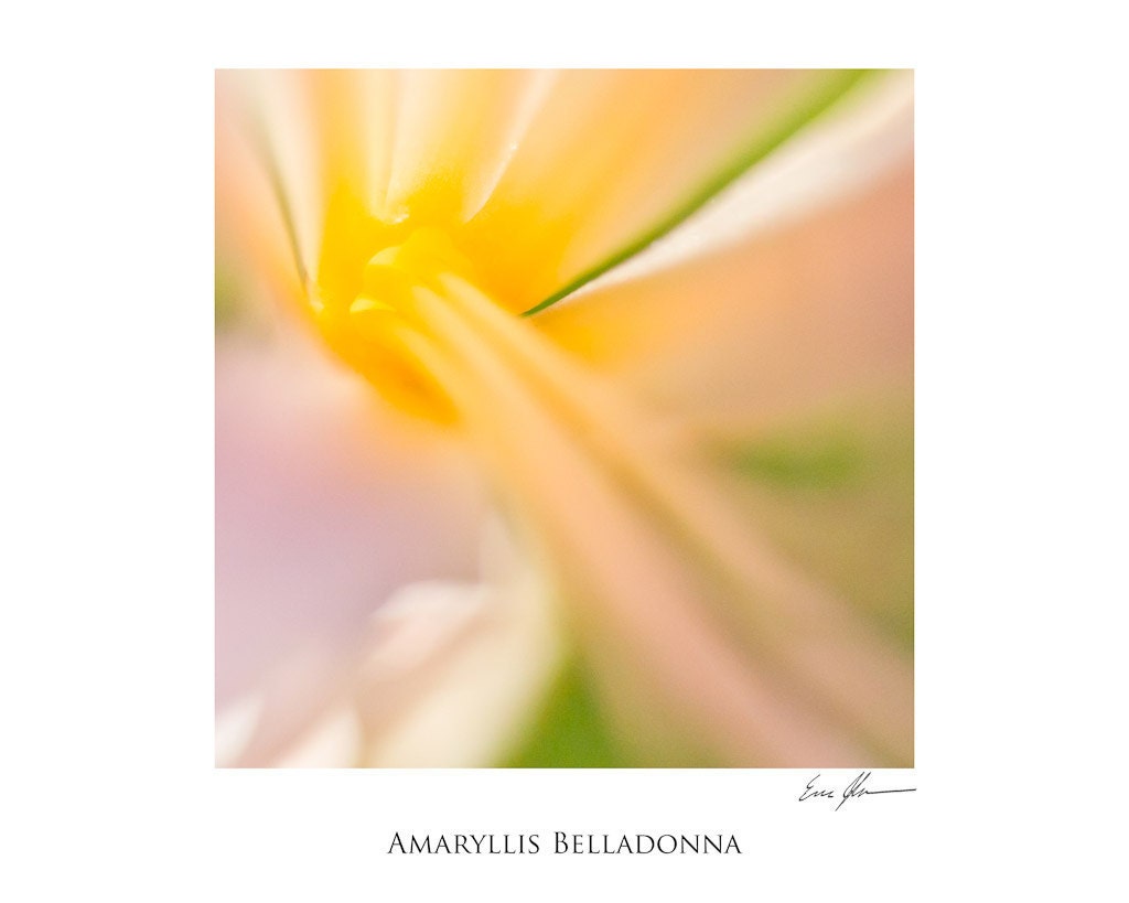 Amaryllis Belladonna, 8"x10" print