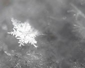 Winter Photograph, real white snowflake on a frosty gray morning, cold winter air, silver and gray winter photography 5x5 under 25