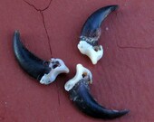 Three Pre-Drilled Real Medium Coyote Claws