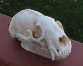 Perfect Large Beautiful Real Badger Skull