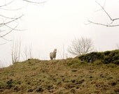 The White Horse, matted 16 x 20 photograph (SALE)