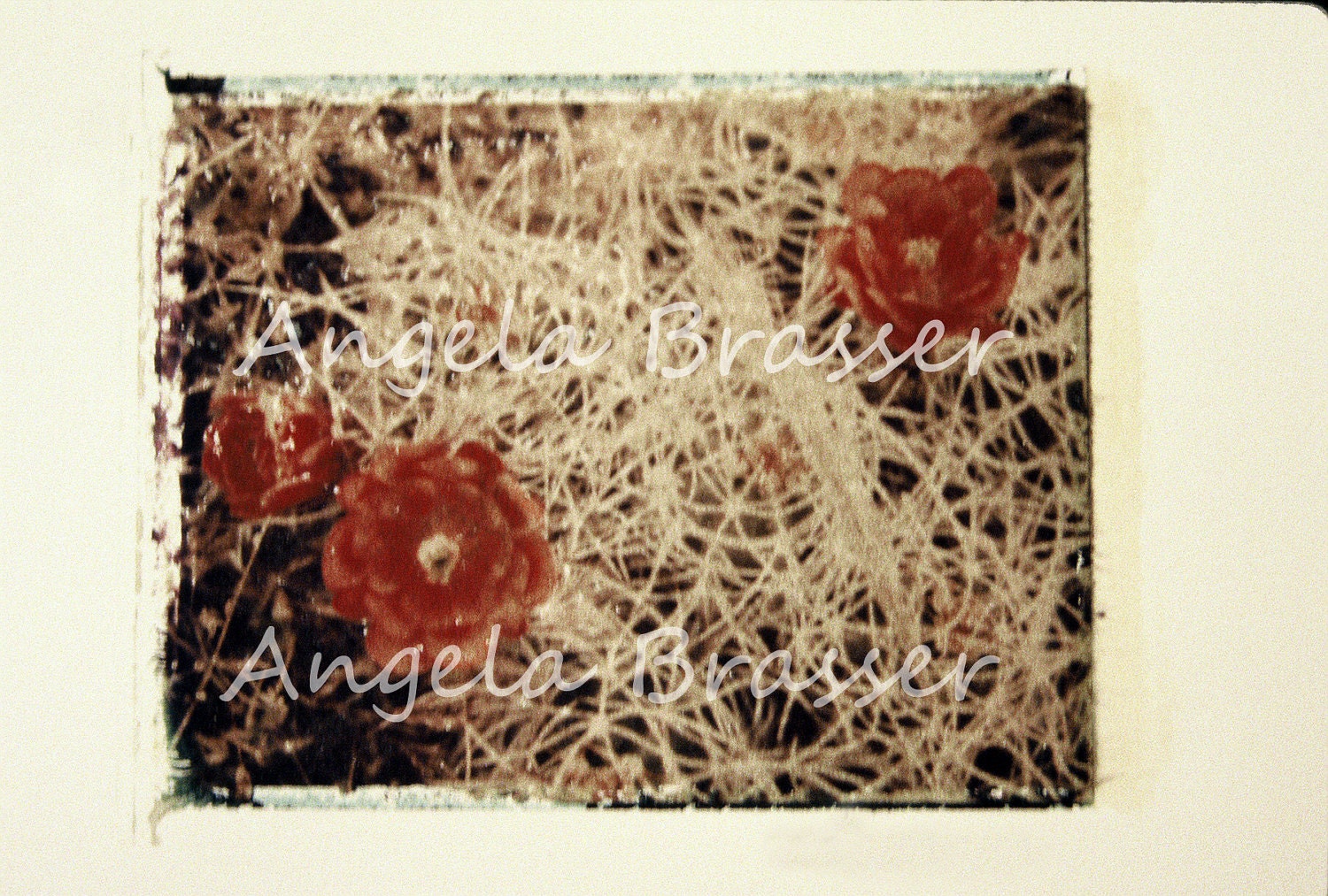 Red Hedgehog Cactus Fine Art Giclee Print
