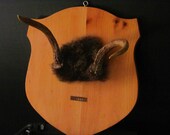 vintage mounted deer antlers dated 1964