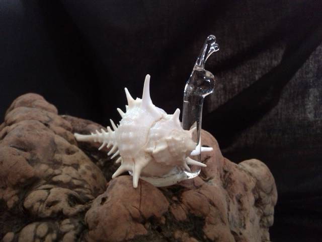 Small Cream Spiked Shell Snail