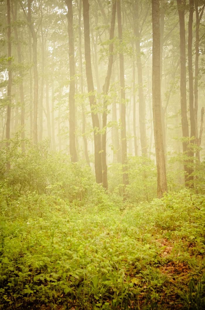 Serenity. green woodland tree print . dreamy nature photography . rustic wall art . cottage chic home decor . fog photo
