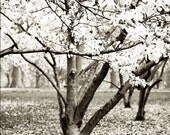 Magnolias in Black and White2. black and white tree print . nature photography . woodland wall art . modern rustic home decor . cottage art
