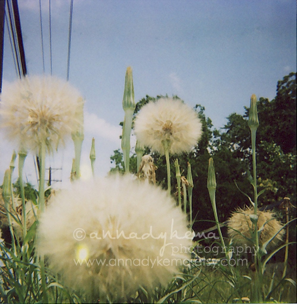 Polaroid Puffs - Fine Art Photograph