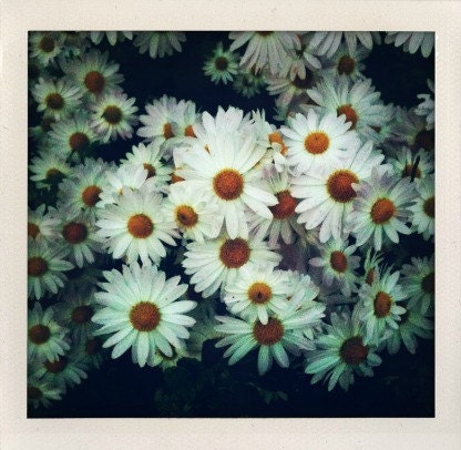 Midnight Bouquet - Surreal Romantic White Daisy Photography Print
