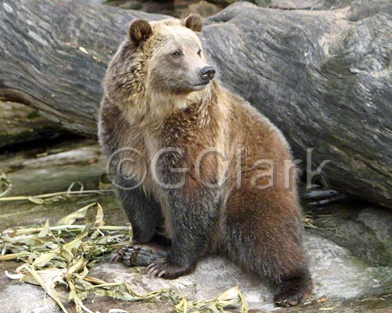 Grizzly Bear - 8 x 10 Wildlife Photo Glenn Clark Photography