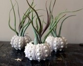 med. medusa // urchin .. air  plant // tillandsia ..  terrarium