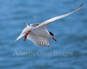 Nature photography Bird photography Forster's Tern 8X10