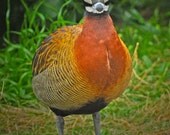 Nature photography Bird photography White-Faced Whistling-Duck 8X10