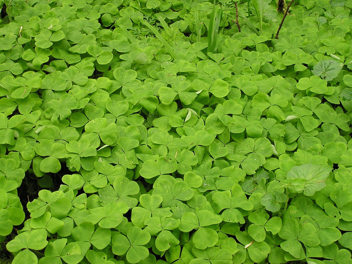 Lucky Clover 8x10 Fine Art Print